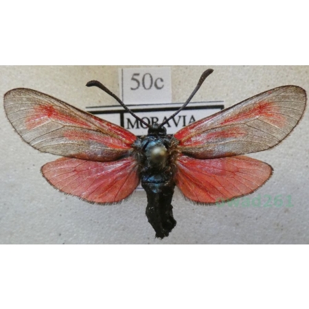 Zygaena cynarae (Esper, 1789) Kraśnik kminowiec Czech50c